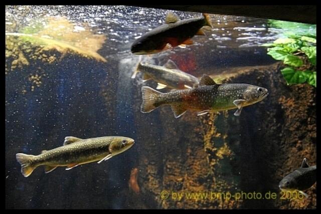 Fische, Fische, Fische