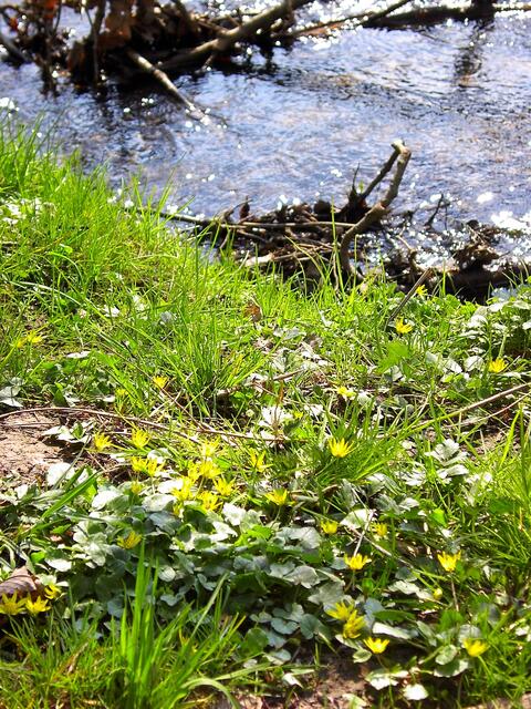 Frühling am Wasser.