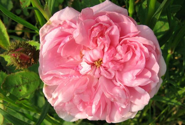 Moosrose - ohne Name, Fundrose