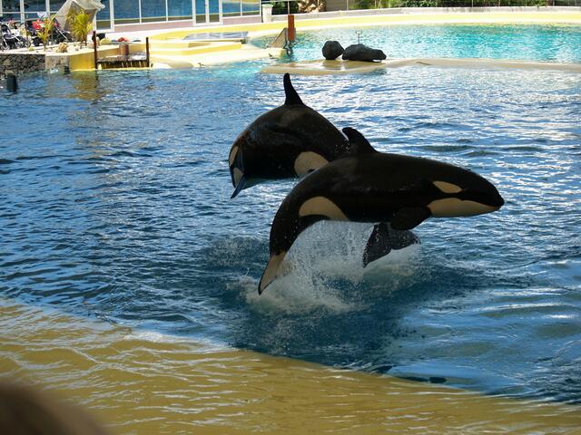 Orca`s im Loro Parque