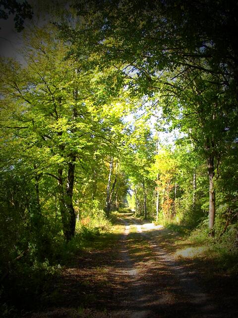 Herbstliches am Gersthofer Lech.