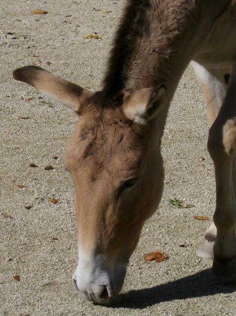 Onager
