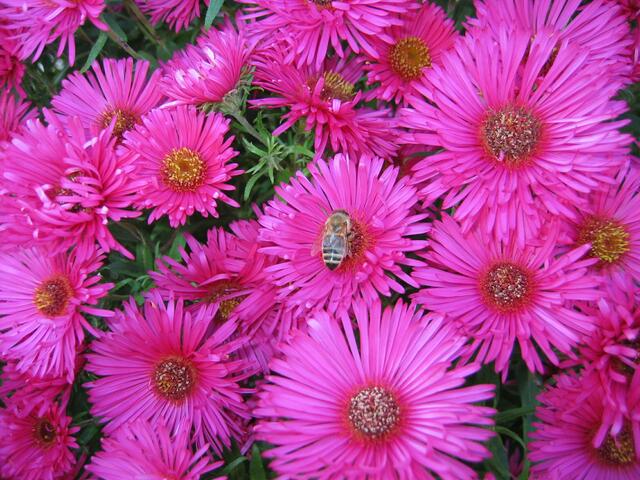 Blumenpracht in St.Ottilien