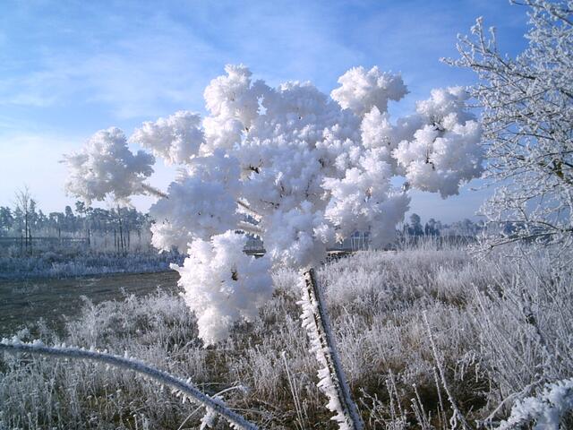 Schneeblume aus eisigem Frost