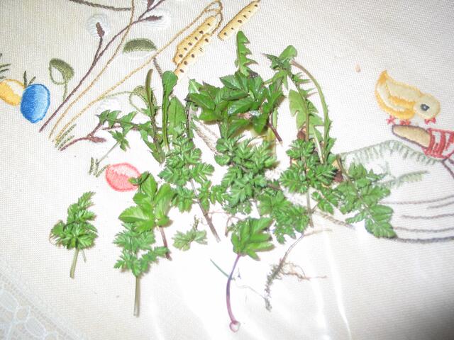 hübsche, frische Gräschen aus dem Garten.