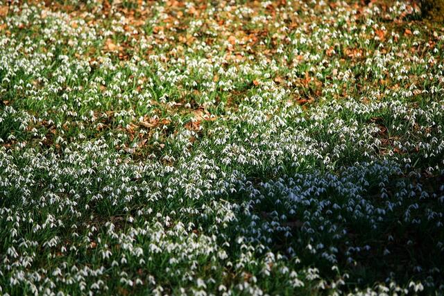 Blumenteppich