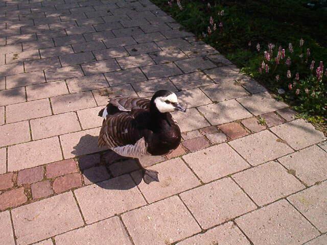 Ohne Scheu