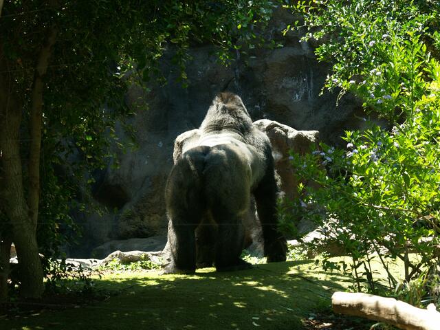 Gorilla im Loro Parque