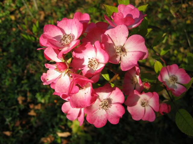Blumenpracht in St.Ottilien