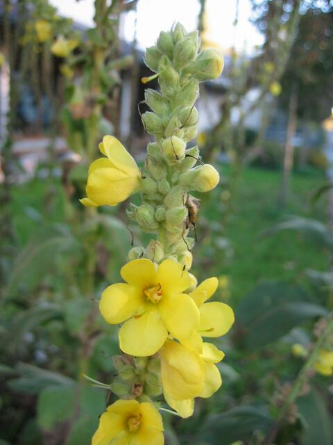 Blumenpracht in St.Ottilien