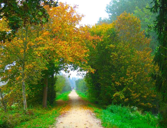 Im Herbst. Ein Weg.