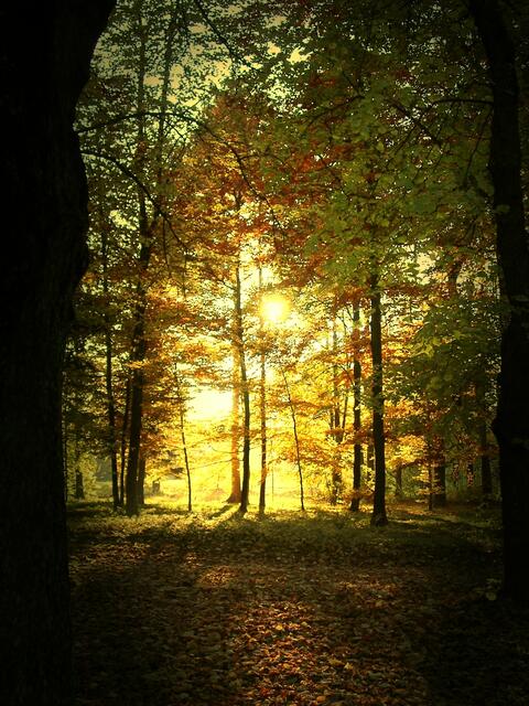 Waldlicht(ung)