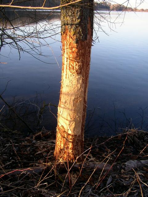 Auch die Biber bauen schon wieder