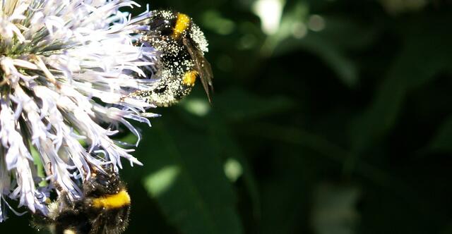 Hallo Pelze Bube ich habe mehr Blütenstaub