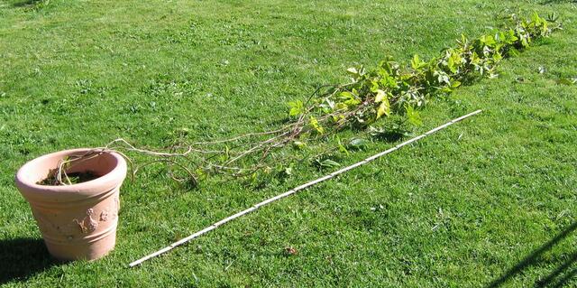 Ausgewachsene Passionsblume vor der Überwinterung - wohin mit der Liane?