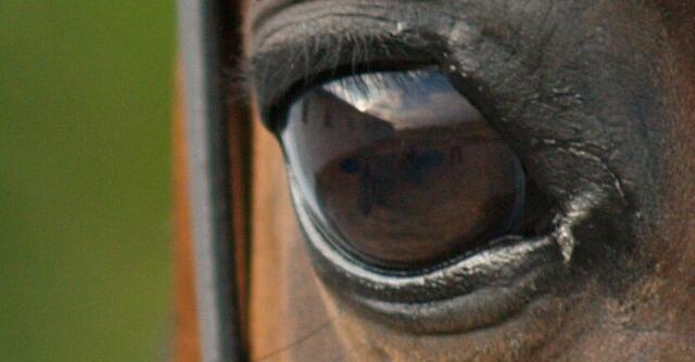 Augen