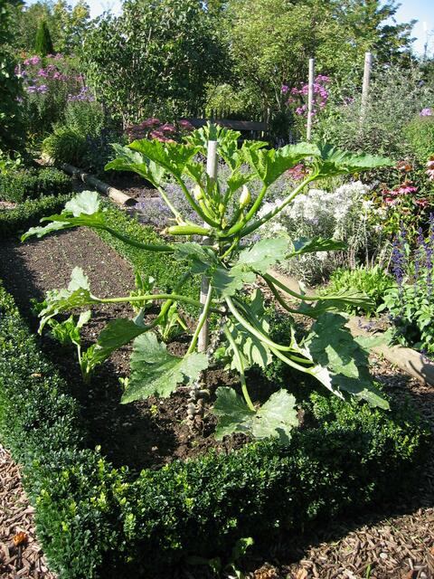 Der Umweltgarten - Kletterzuchini