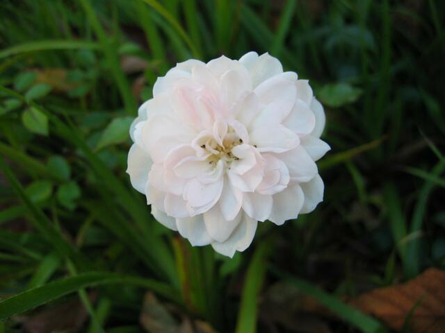 Blumenpracht in St.Ottilien