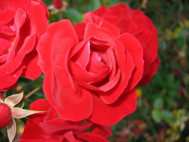 Blumenpracht in St.Ottilien