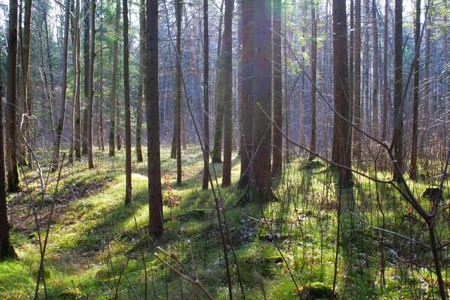 Wald