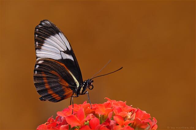 Botanischer Garten Augsburg - Faszination Tropische Schmetterlinge