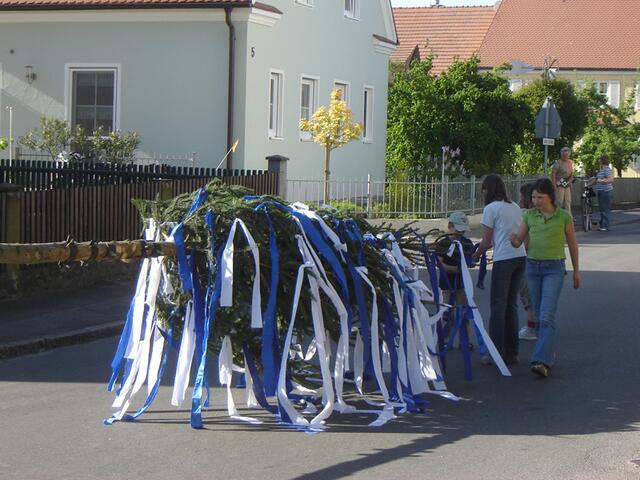 Maibaum 07