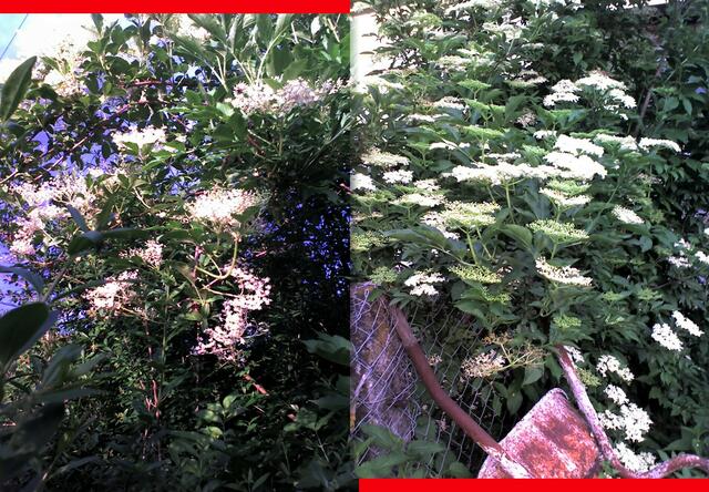 Oh Holderstrauch, oh Holderstrauch