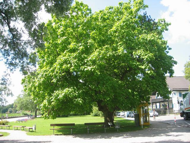und dieser wunderschöne Baum