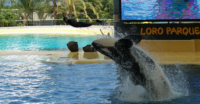 Orca`s im Loro Parque
