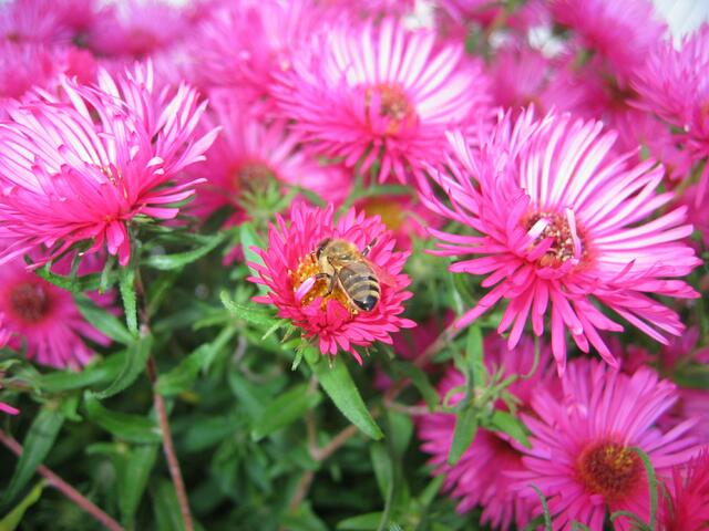 Blumenpracht in St.Ottilien