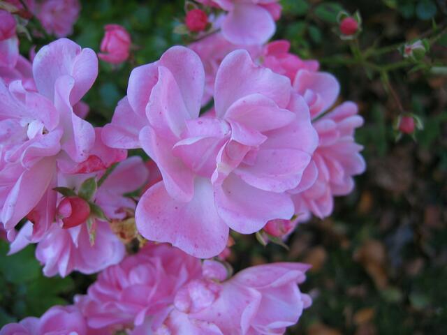 Blumenpracht in St.Ottilien