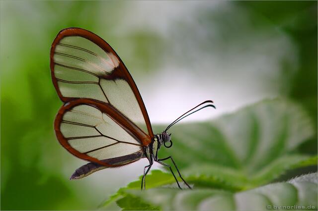 Botanischer Garten Augsburg - Faszination Tropische Schmetterlinge