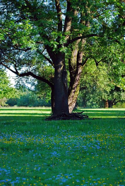 Arbre sur bleu