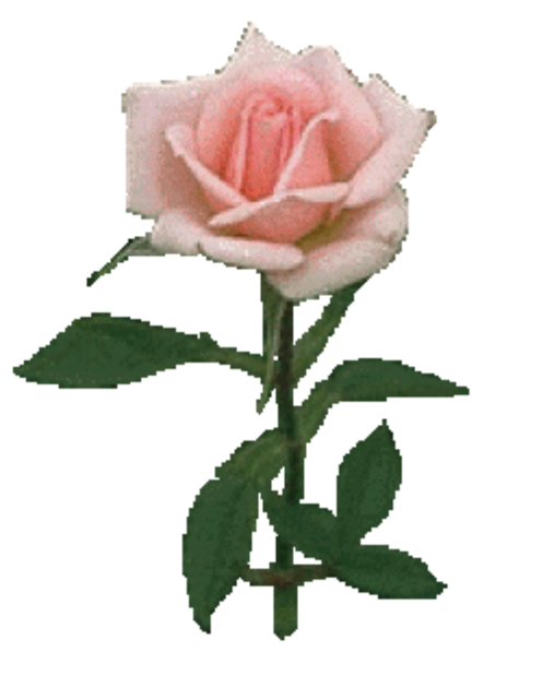 Rosen