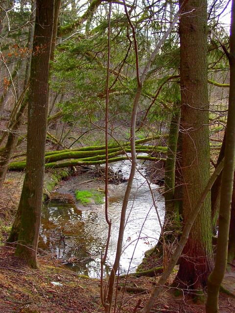 Entlang der Schwarzach.