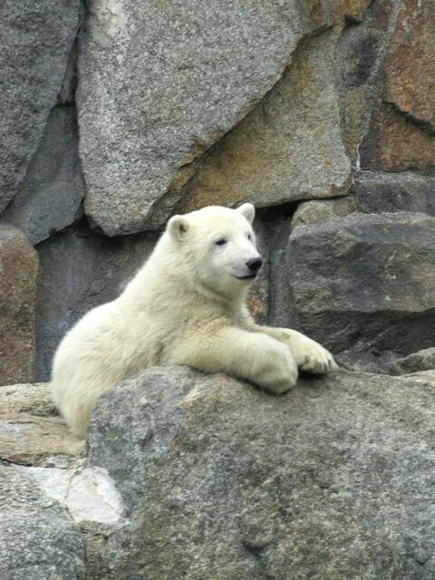 Knut langweilt sich.