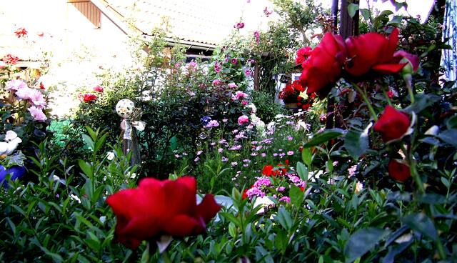 Blumen in Hülle und Fülle...