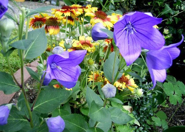 Blumen