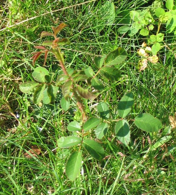 Rosenausläufer - im Rasen auf Wanderschaft