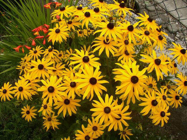 Blumen im Garten