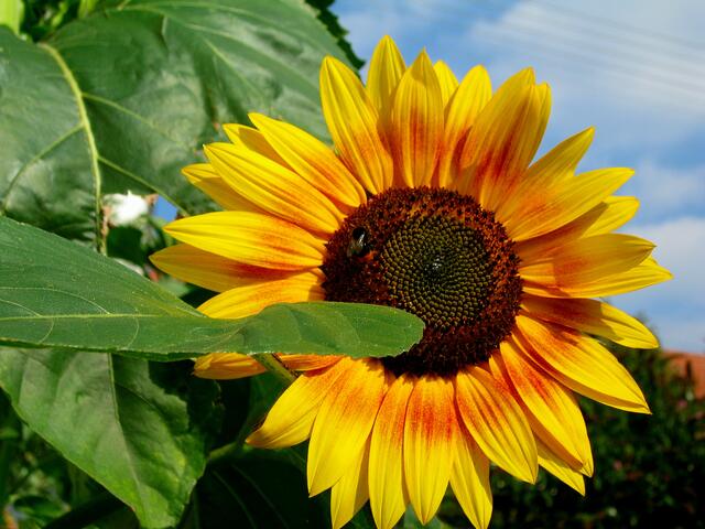 Sonnenblume