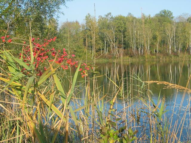 Am Ellgauer Badeweiher