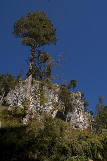 Ist der Baum nun höher als der Fels oder nicht? | Foto: ''