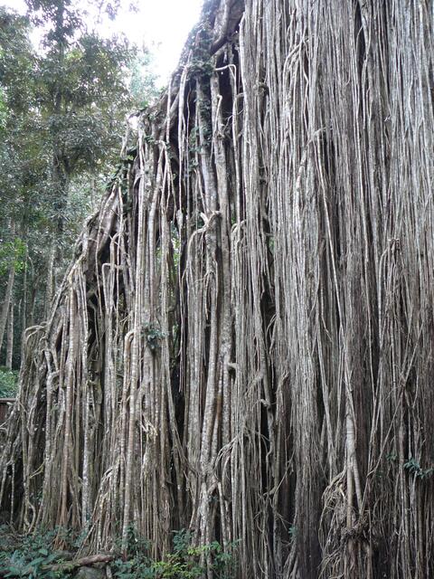 Luftwurzeln des "Curtain Fig Tree"
