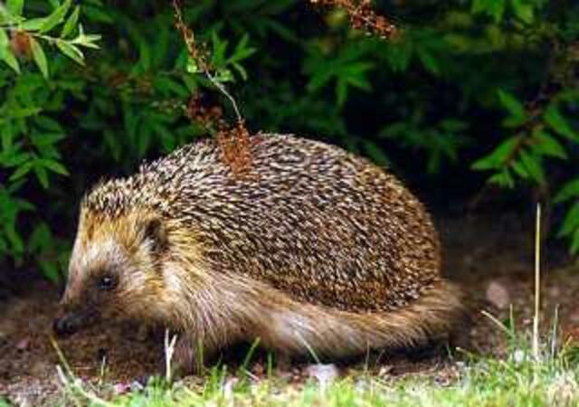 Igel