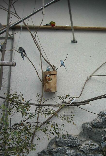 Vöglein kann man auch bewundern