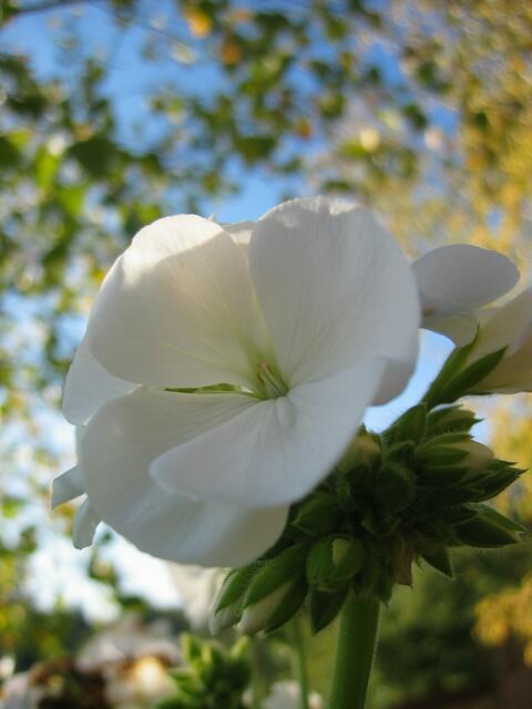 Blumenpracht in St.Ottilien