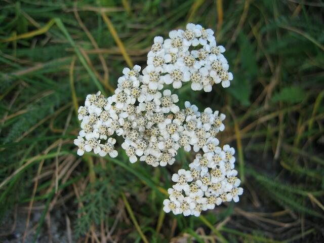 Blumenpracht in St.Ottilien