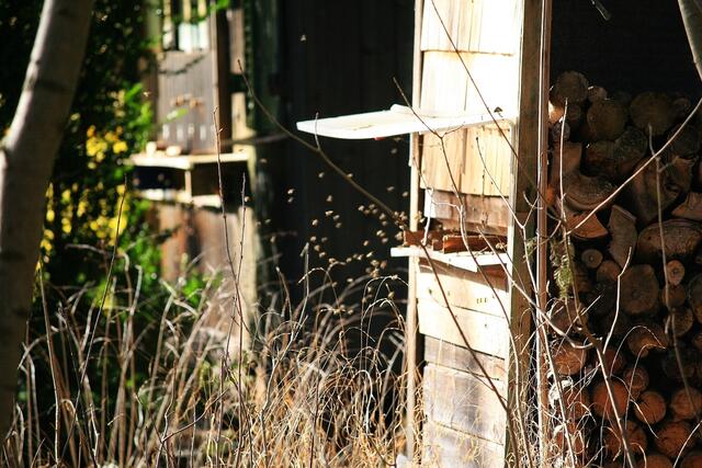 Schon jetzt Verkehr am Bienenstock