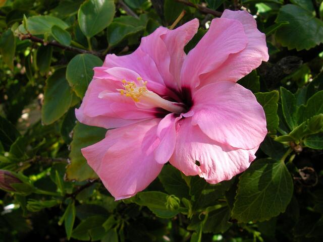 Hibiskus